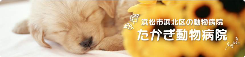 たかぎ動物病院