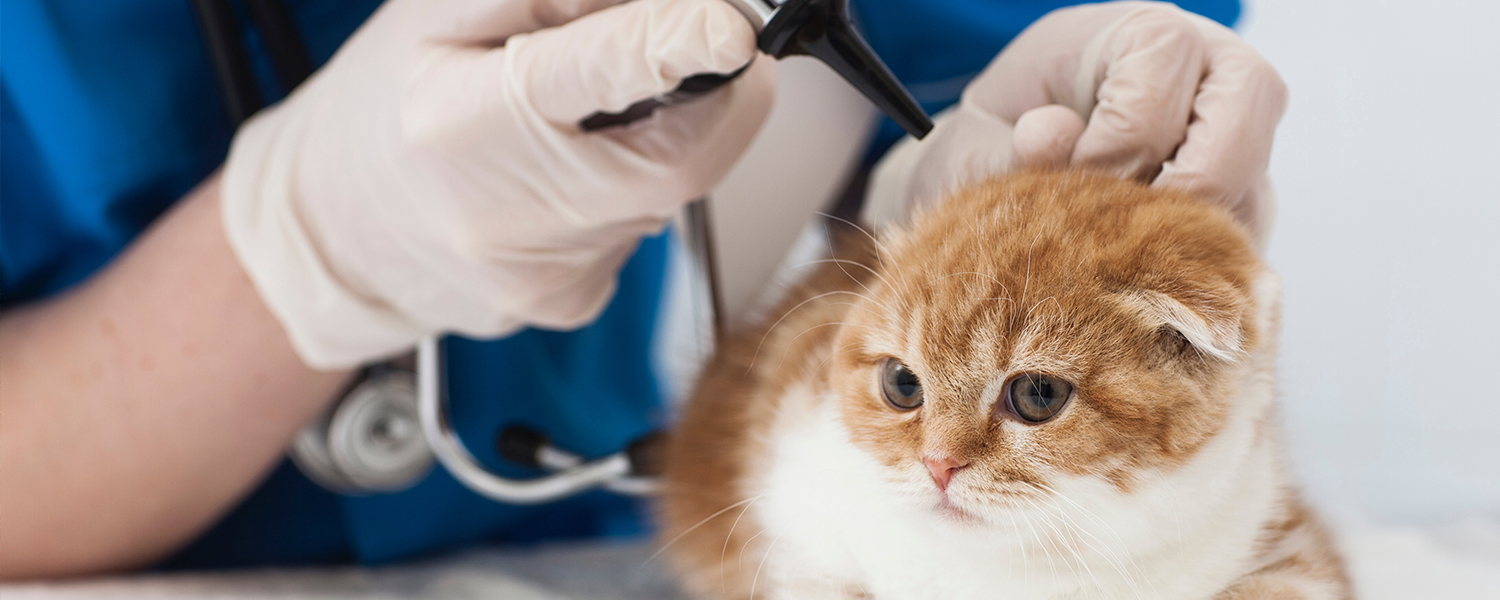 ゆめさき動物病院