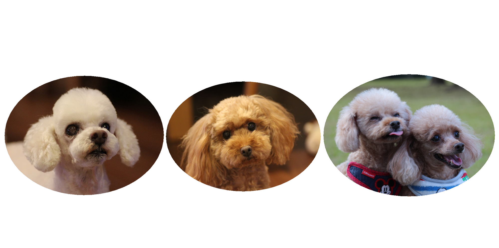 ひまわり動物病院