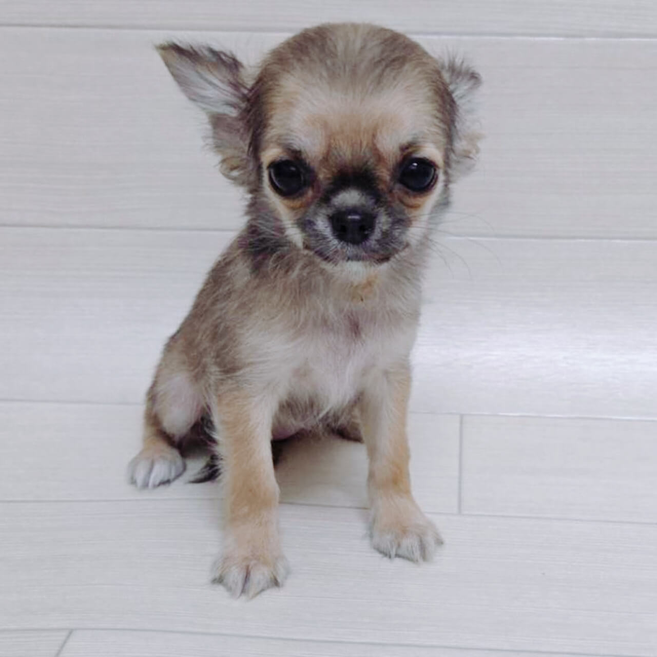 ハッピーベル新鎌...