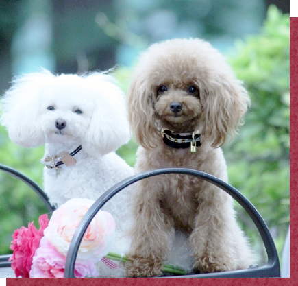 愛犬の美容室ジェイワン