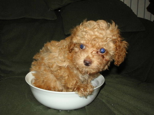 リトルチュチュ