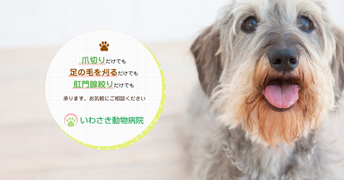 いわさき動物病院