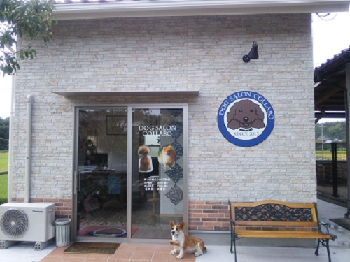 ドッグサロン コラボ
