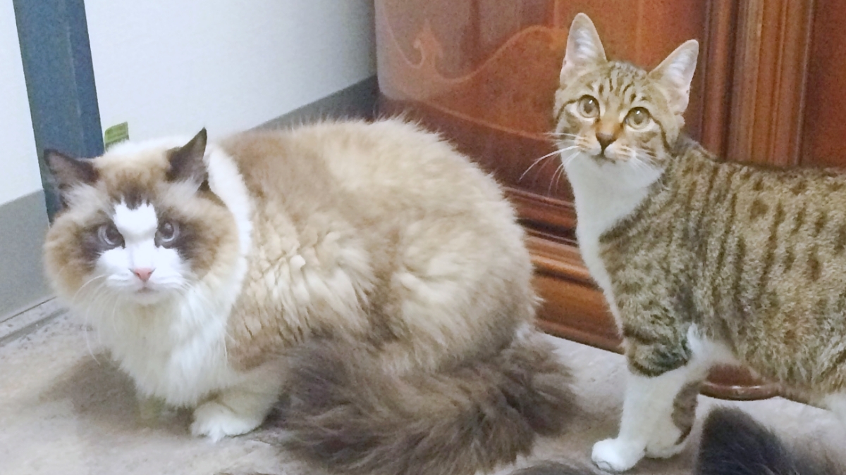 動物予防医療センター