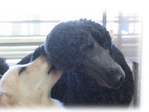 ペットサロンＤ＆Ｃクラブ