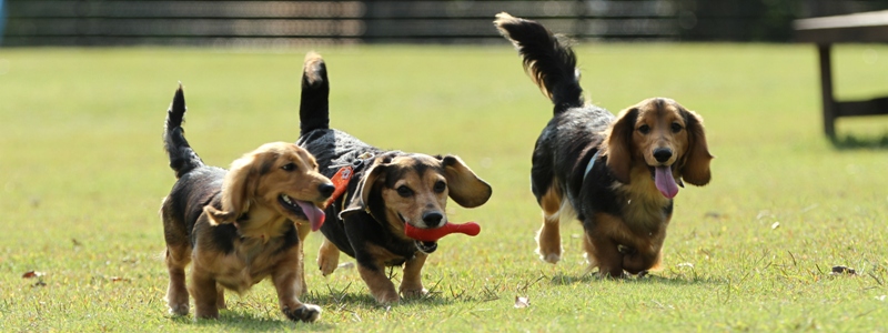 しおせ犬猫病院