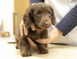 きくちスマイル動物病院