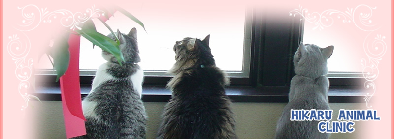 ひかる動物クリニック