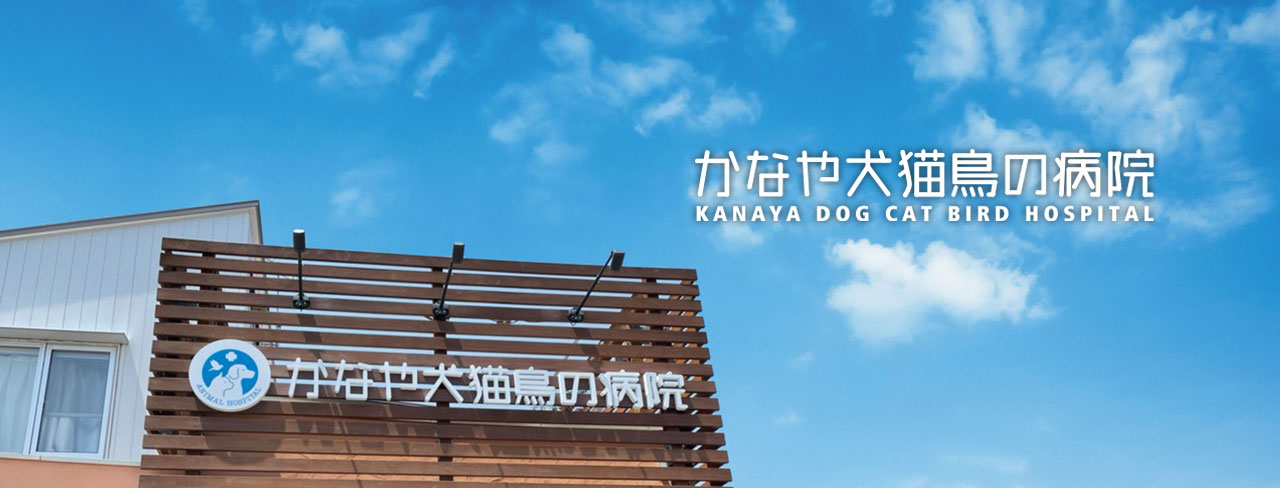 かなや犬猫鳥の病院