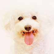 ペットサロン リボン