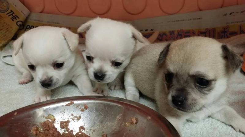 ドッグワン秋田