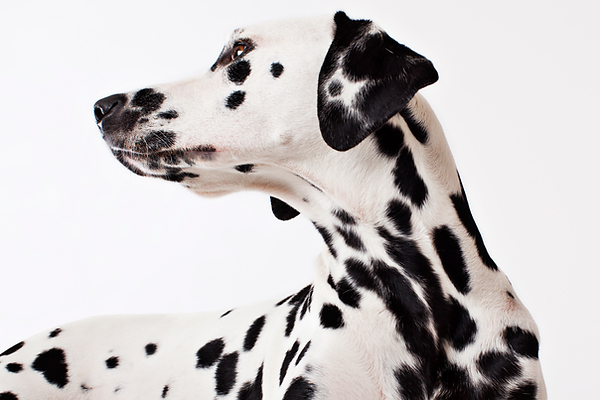 サムアニマルクリニック