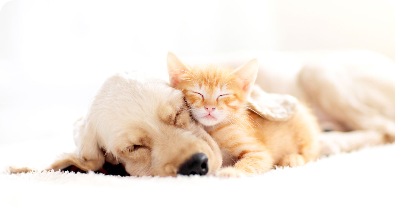 アセンズ動物病院