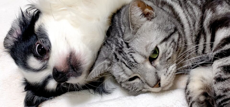 マリアペットクリニック