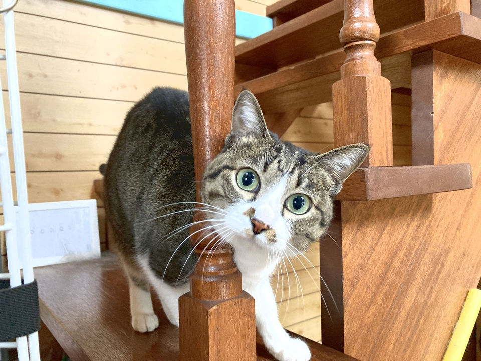 カトウ動物病院