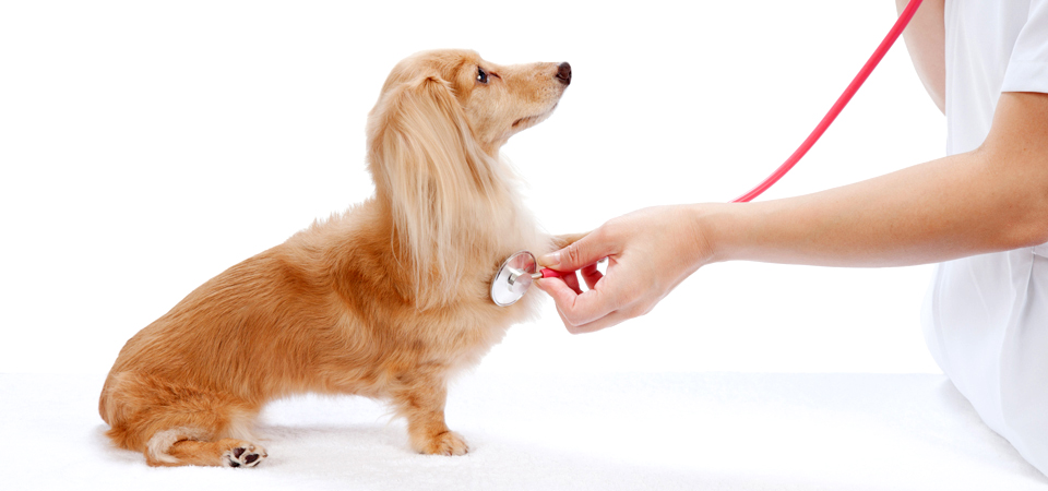 アレス動物医療センター