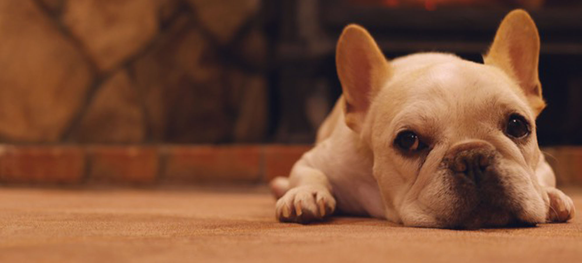 スマイルドッグ八潮店