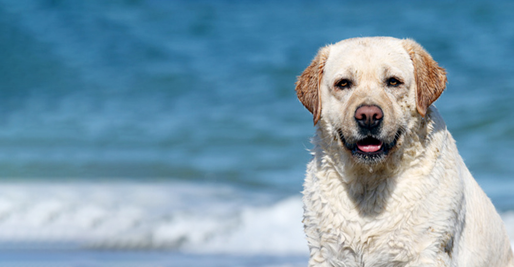 七里ガ浜ペットクリニック