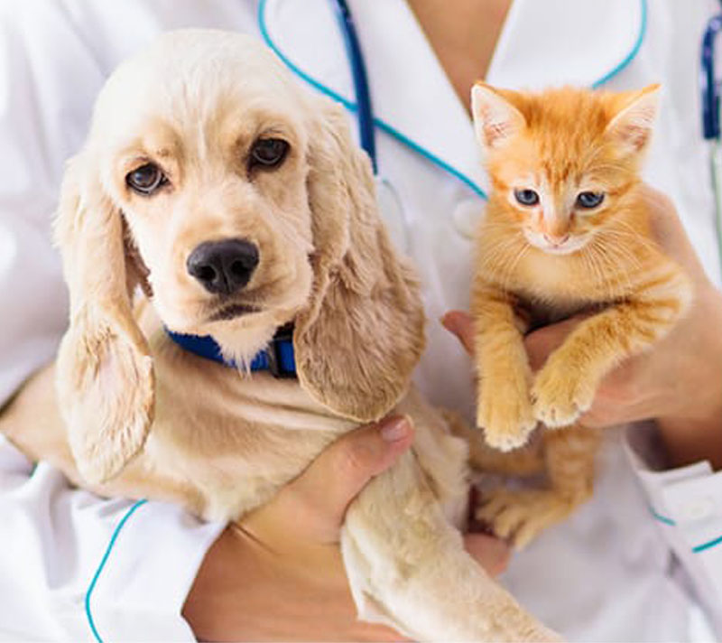 こんどう動物病院