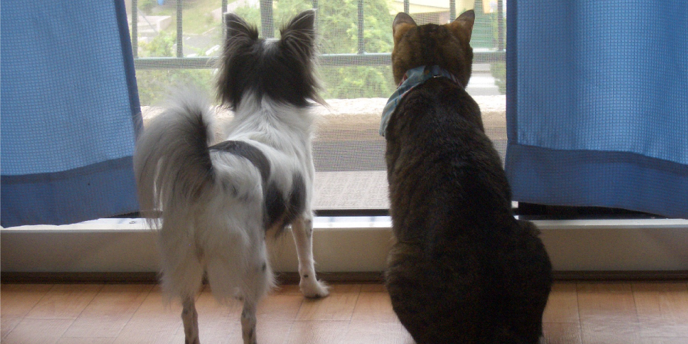 動物行動クリニックなかの（往診専門）