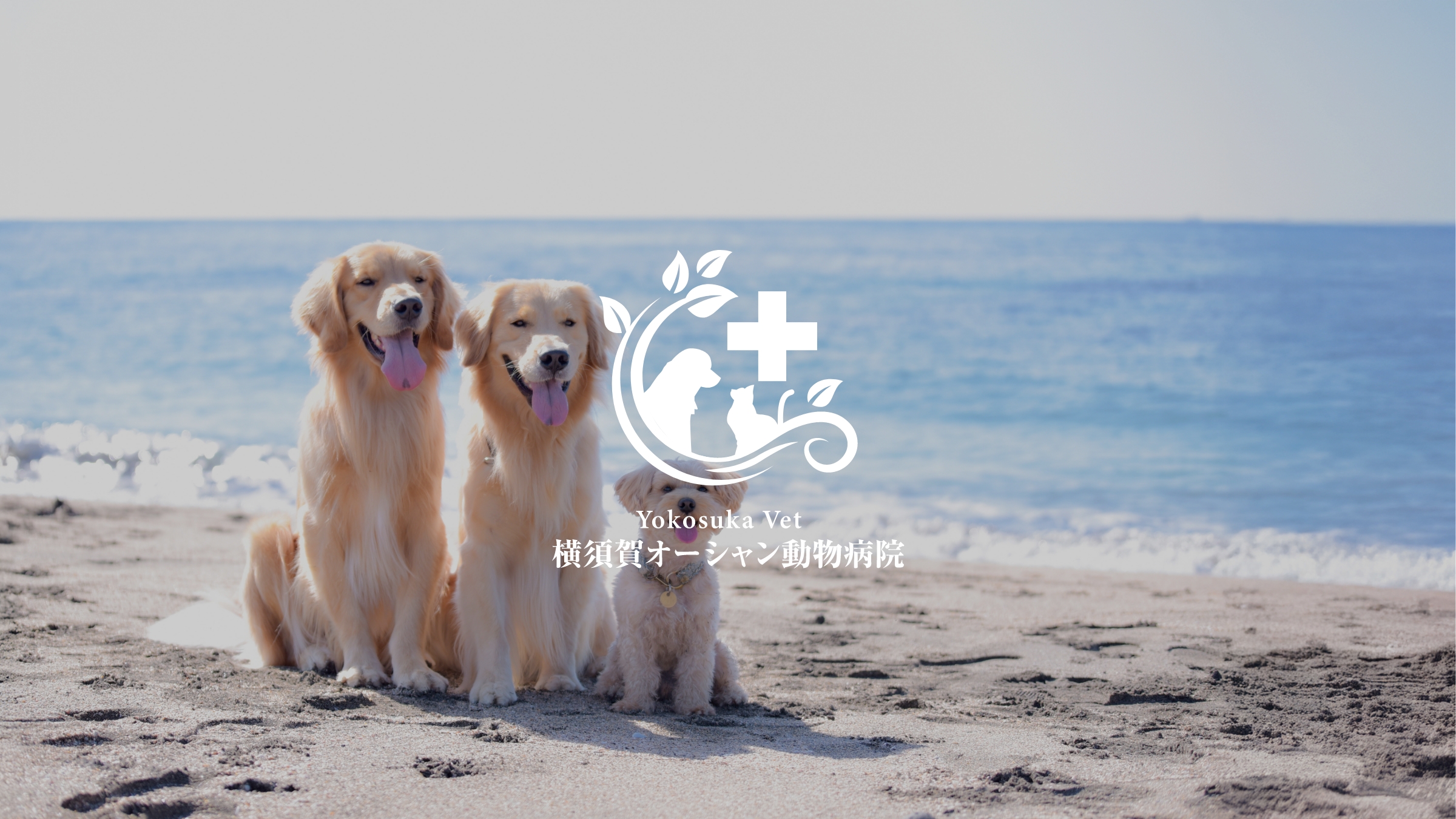 横須賀オーシャン動物病院
