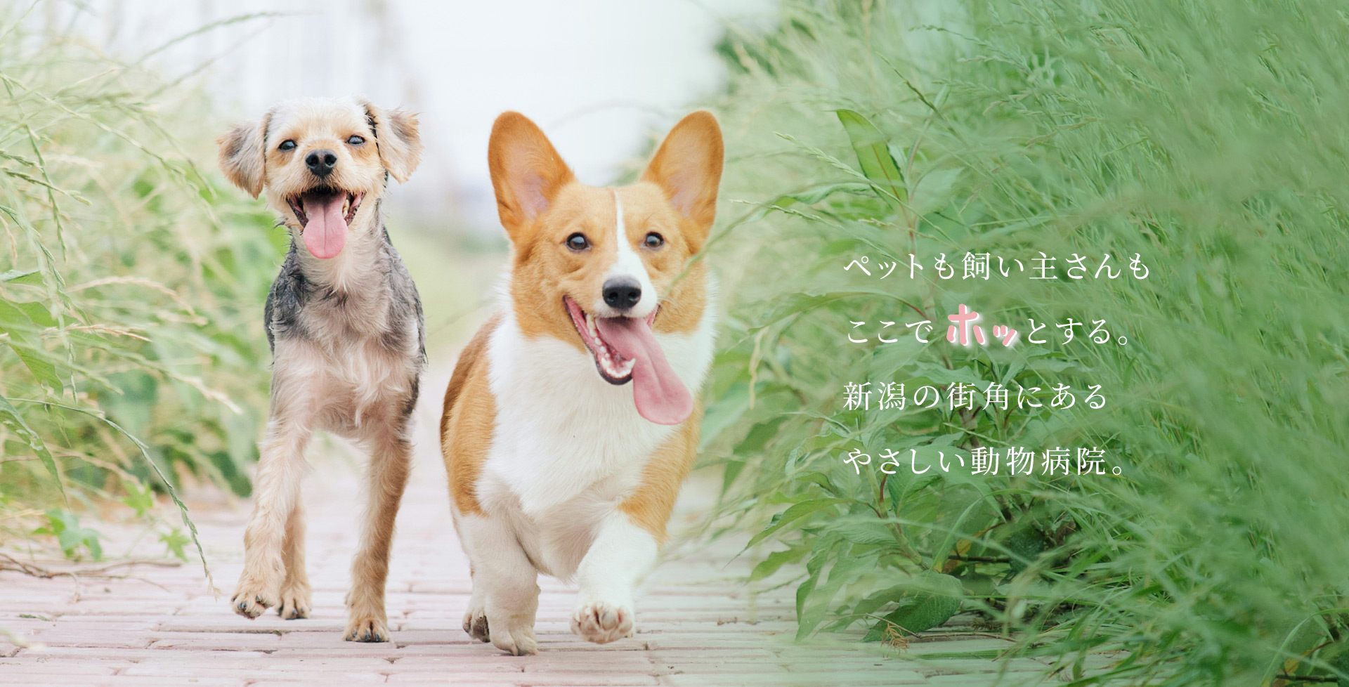 空港通りの動物病院