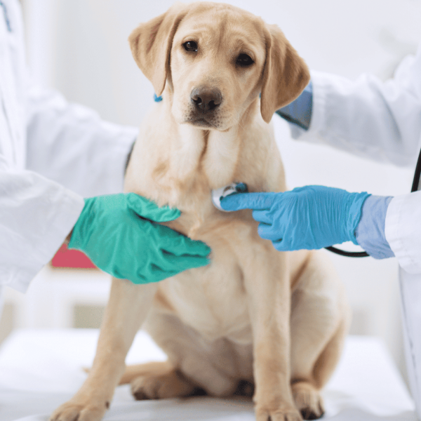 ダイゴペットクリニック 岡崎大和