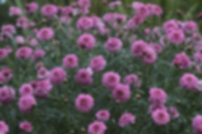 ねこやすみホテル