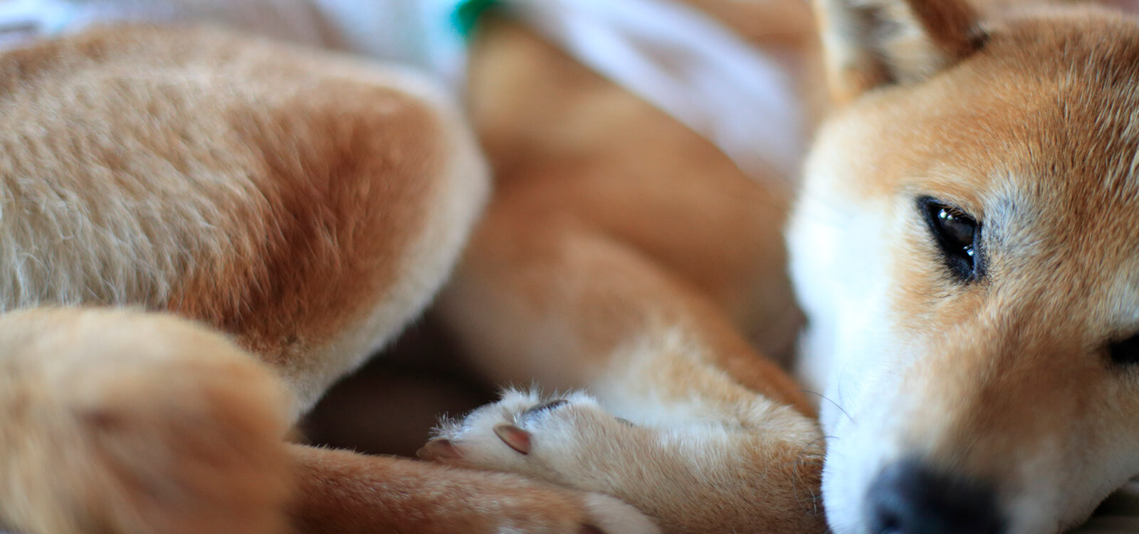 フリッパー動物病院