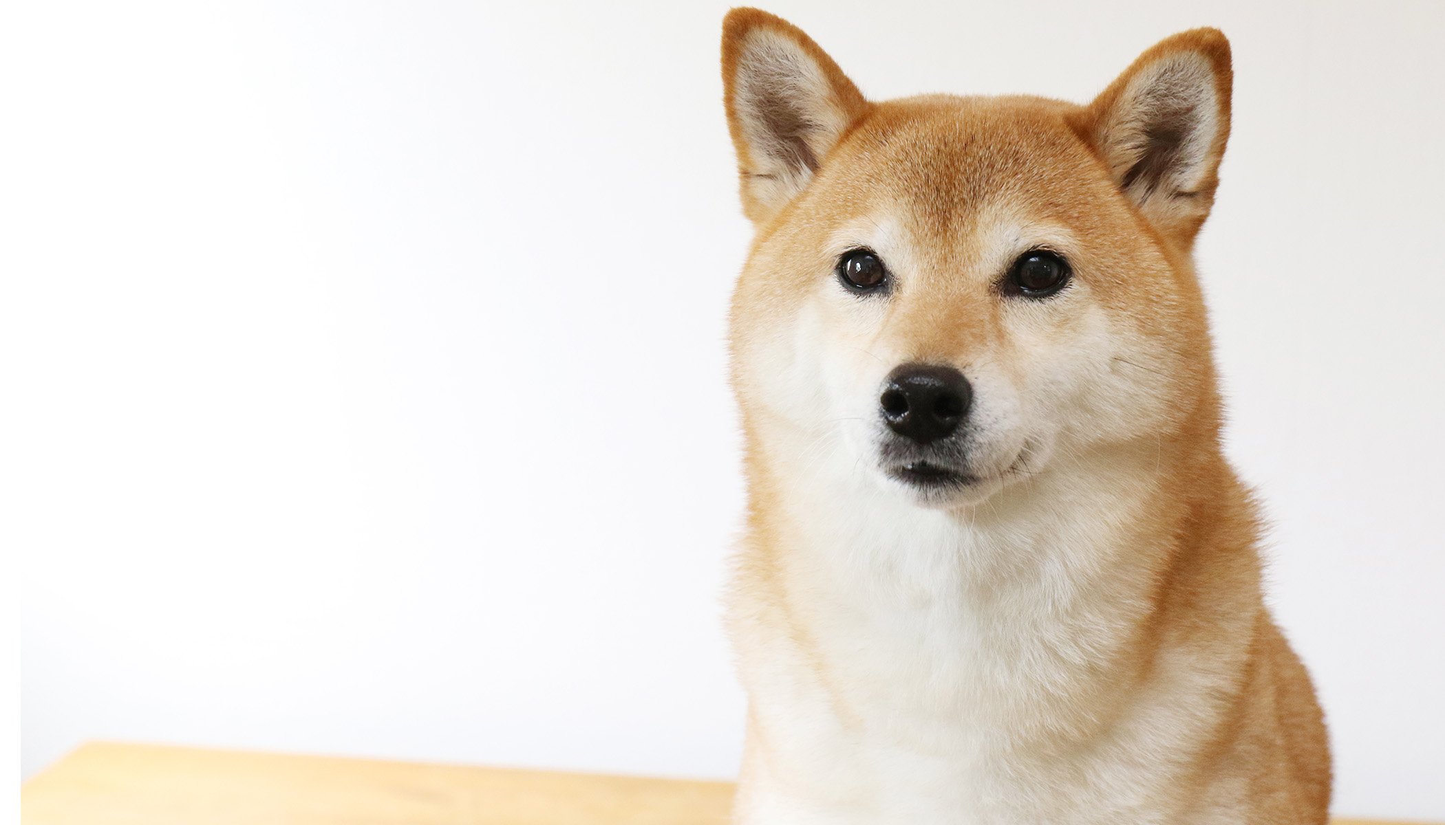 愛宕山動物病院