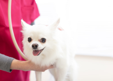 小田原いぬとねこの病院