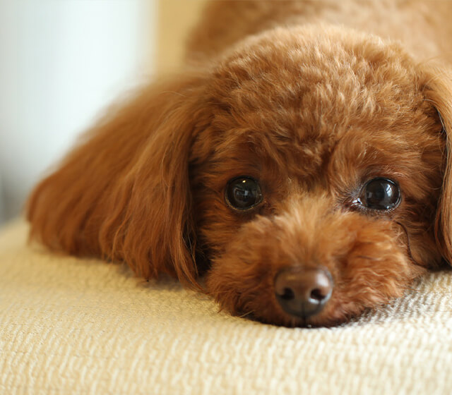 こうなん動物病院