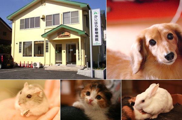 かじはら動物病院