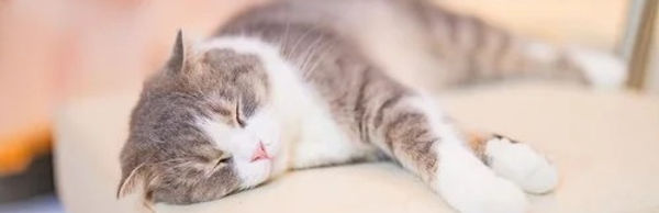 ウィッシュスペイクリニック