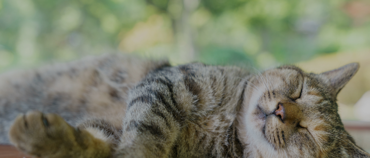 かつまペットクリニック