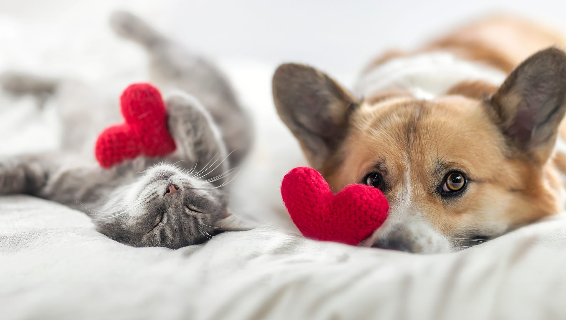 ピジョン動物愛護病院 川口院