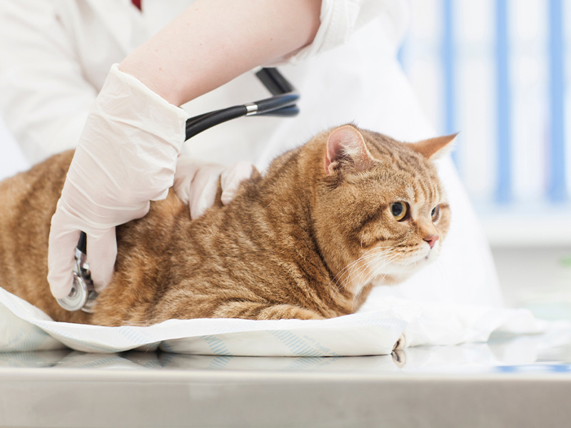 くわじま動物クリニック