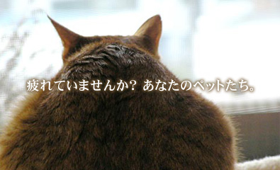 さなる動物病院