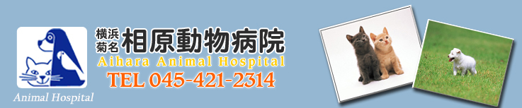 相原動物病院