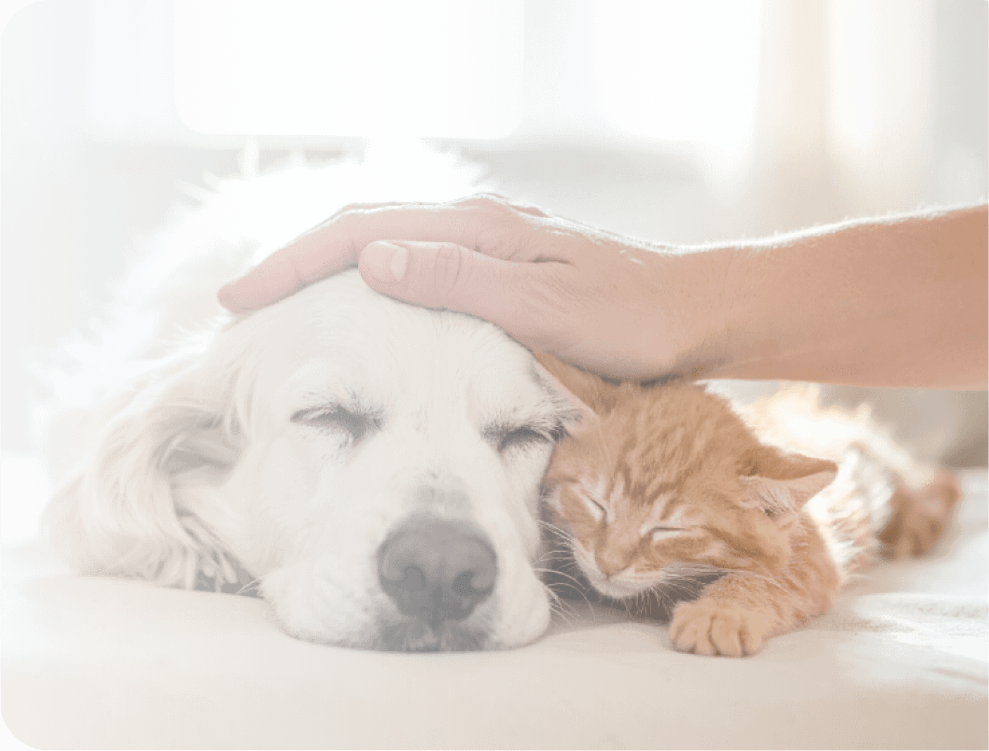犬と猫の緩和ケア