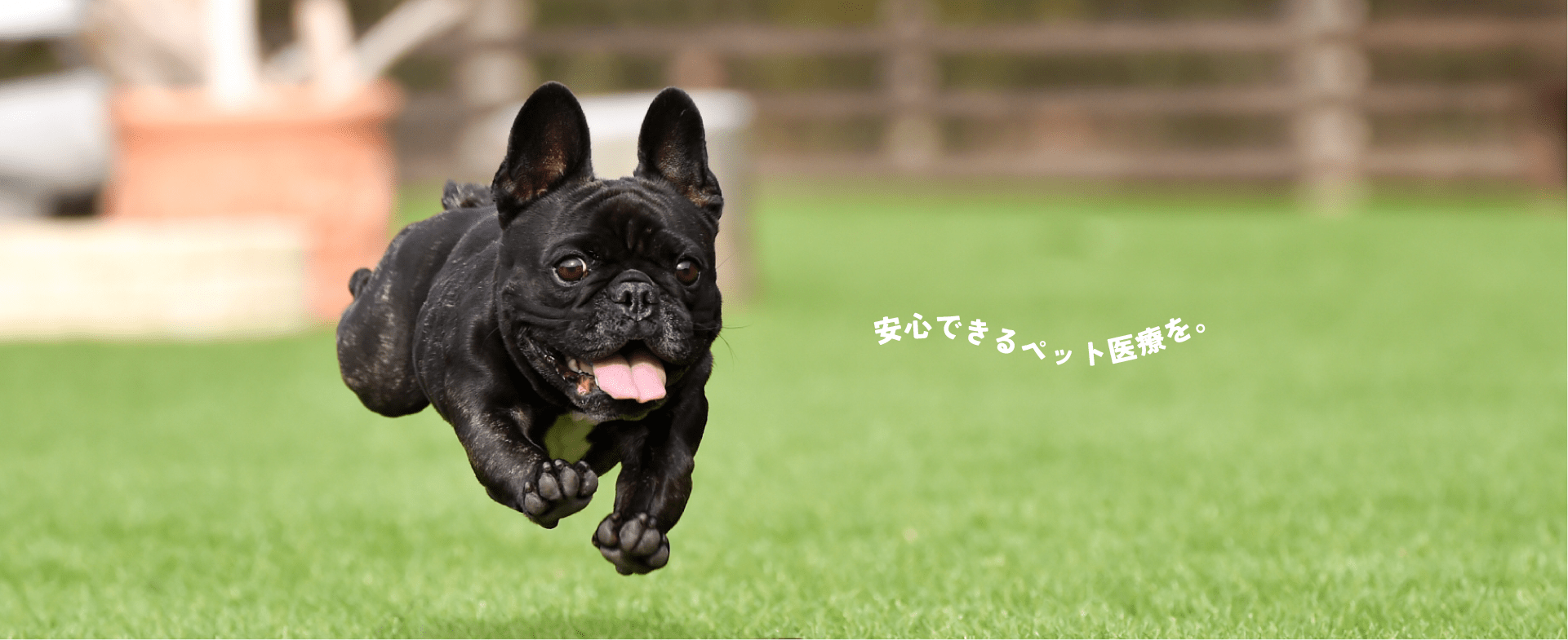 オルト犬猫クリニック