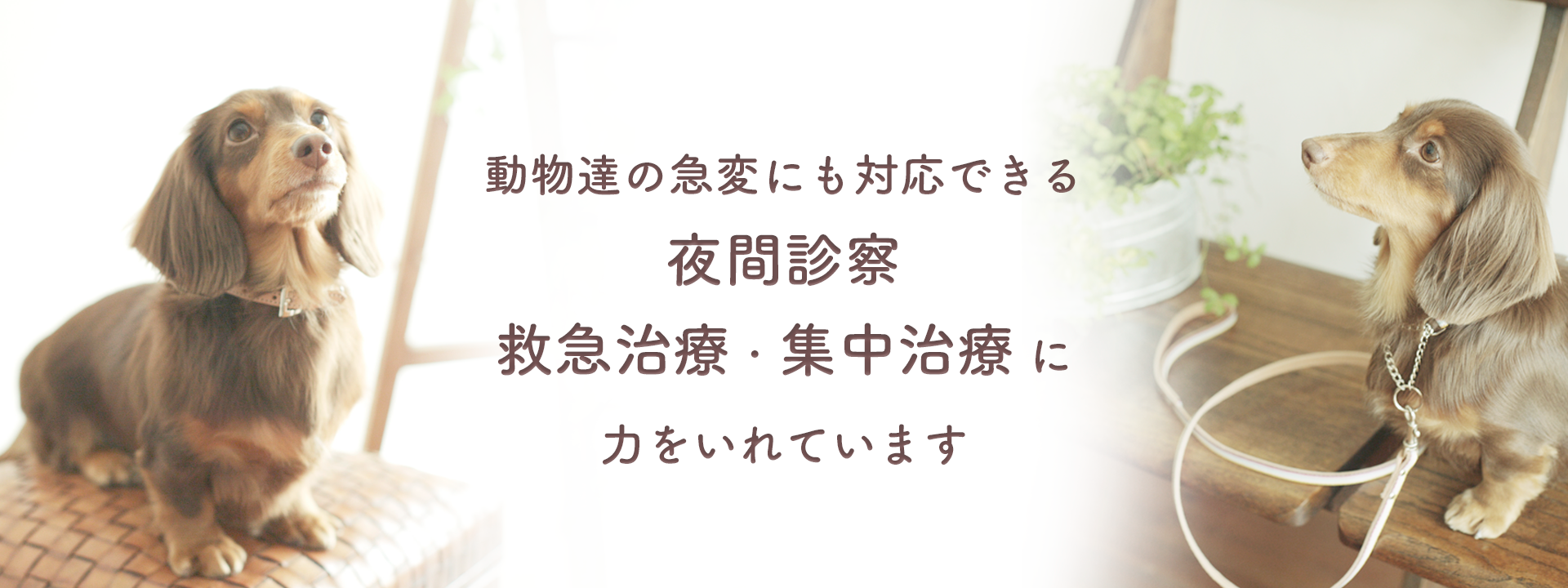 大蔵海岸ペットクリニック