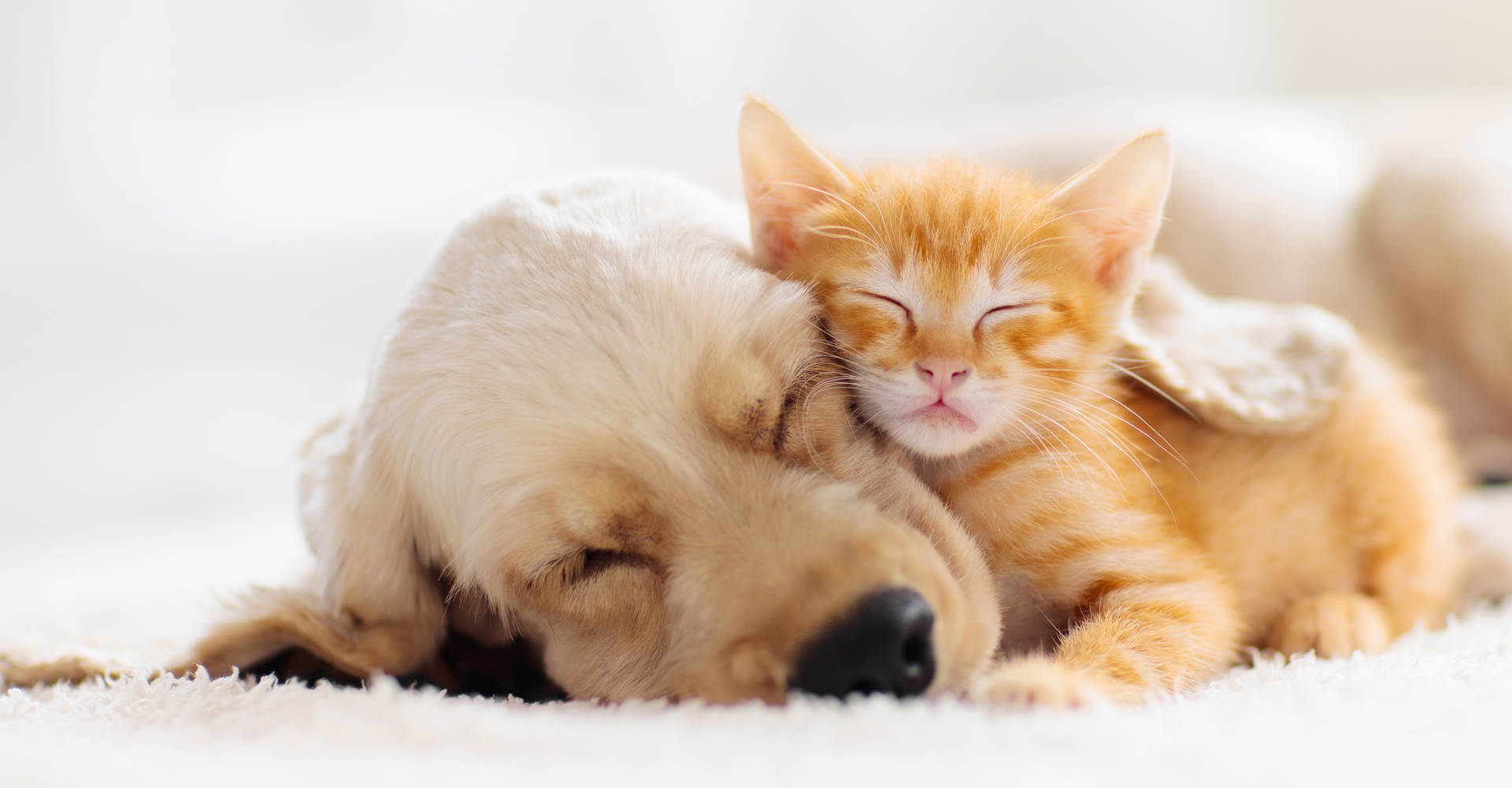 セントラルシティ動物病院