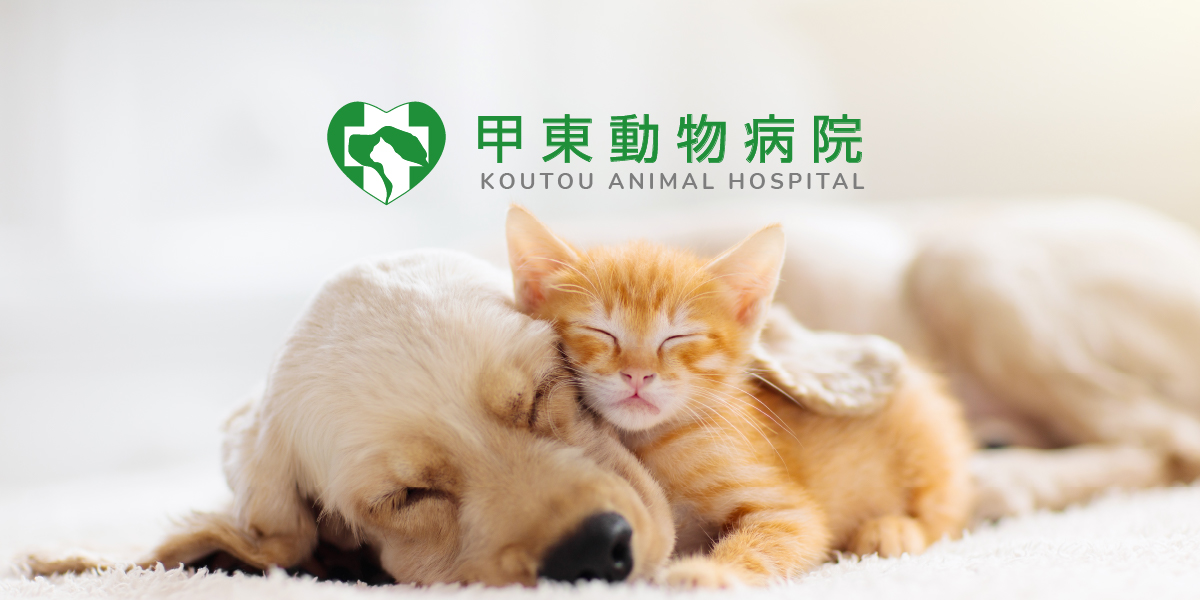 甲東動物病院