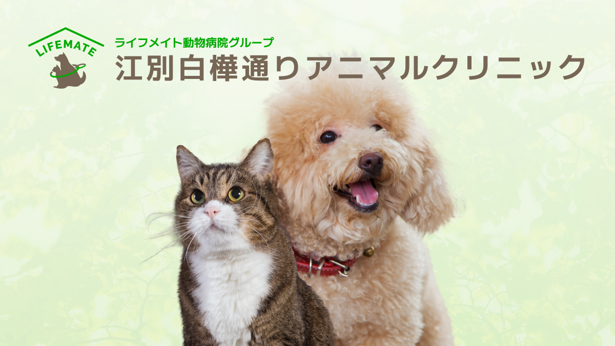 江別白樺通りアニマルクリニック
