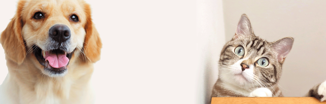 やすだ動物病院