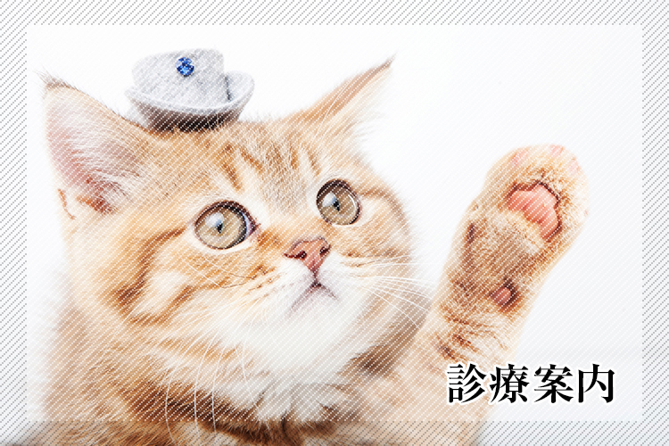 アフィネ動物病院