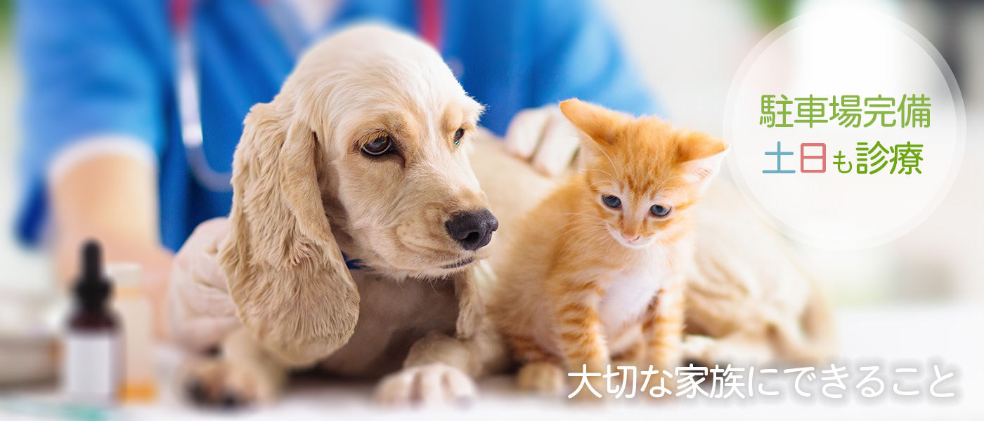 中野島動物病院