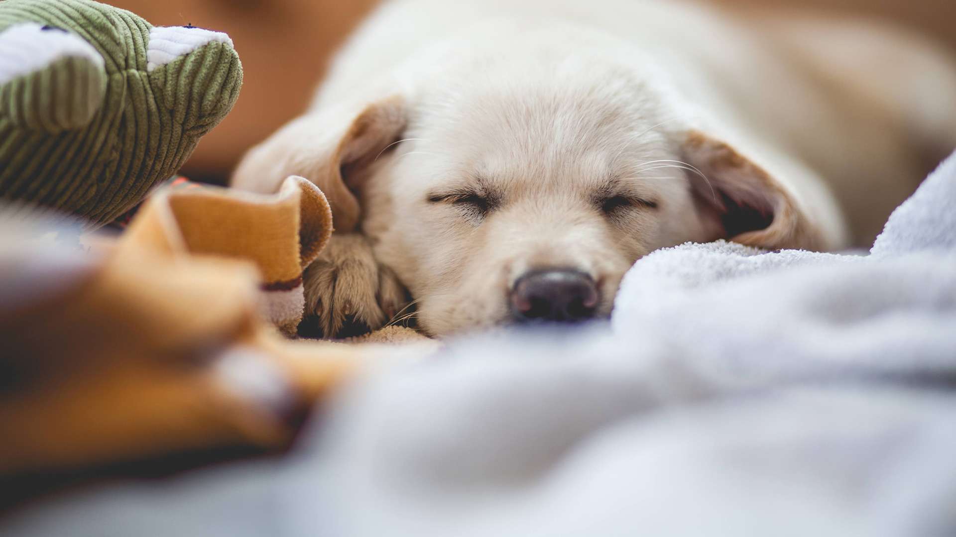 かねだ動物総合病院